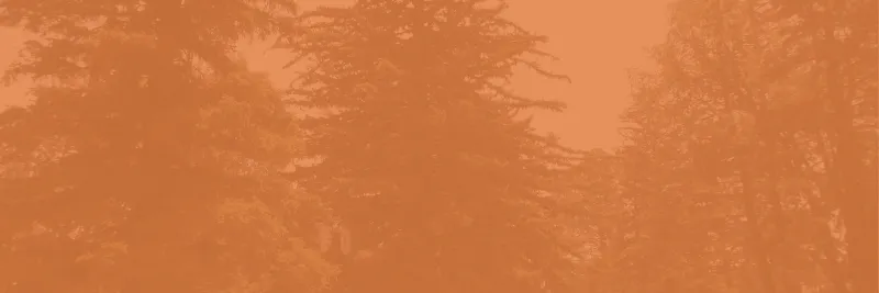 Pine trees at NAU's campus overlayed by a transparent orange foreground