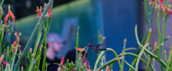 Blurry close-up picture of a hummingbird enjoying some summer flowers outside of the Optical Sciences building at the University of Arizona.