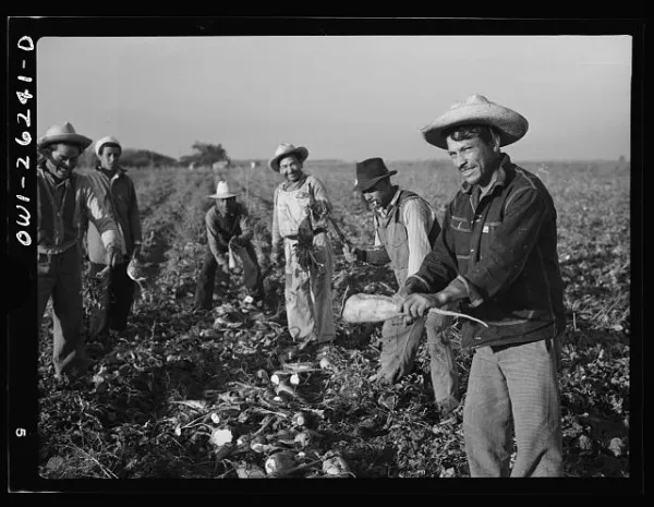 Black and white image of six Mexican farm workers topping sugar beets on a farm in California.